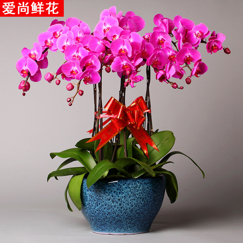 www.shanpow.com_花,语,紫色蝴蝶兰。