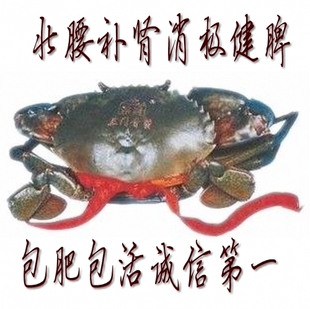  三门青蟹大公蟹 螃蟹 肉蟹 海鲜鲜活 单只5-8两 包肥