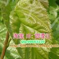抢鲜版-新鲜桑叶 现摘现卖 蚁蚕吃 补品级嫩桑叶 现摘现卖 超新鲜