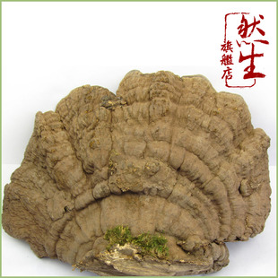  然生 云南纯野生平盖灵芝 精选深山野生树舌灵芝 纯天然仙草