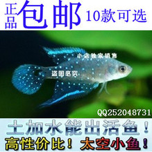 包邮 好礼品 真正 种出来的鱼 中央2介绍~土+水＝鱼！爱情 魔法鱼