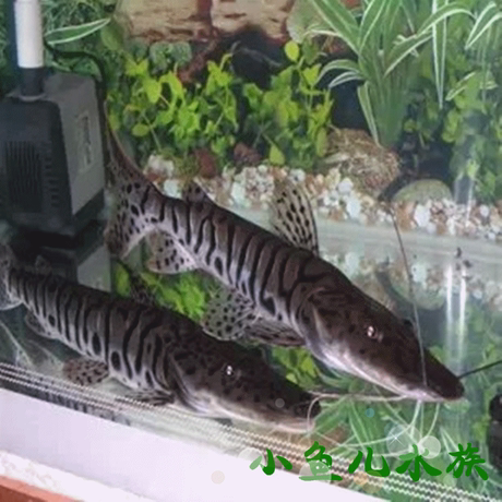 小鱼儿水族馆热带鱼观赏鱼大型鱼活体鸭嘴鲨鸭