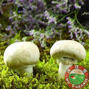  沃庄园新鲜蘑菇/口菇1斤，蔬菜菌类无硫磺熏色今日秒杀菜市场超市