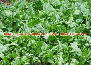  自产有机肥种植无农药新鲜菠菜  有机蔬菜 现摘