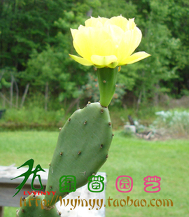 可食用无刺仙人掌 多肉 盆栽 花黄色 庭院植物