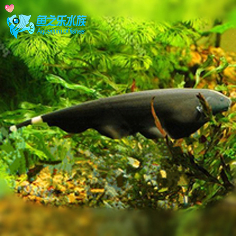 魔鬼刀鱼、黑魔鬼、魔鬼刀、进口鱼、羽毛鱼、反天刀鱼、可混养-淘宝网