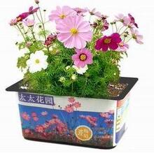 DIY种植精装迷你植物家庭小园艺开心农场|太太花园*波斯菊|