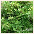 彩包香草种子【甜牛至】可制作香水,泡茶饮用 约50粒