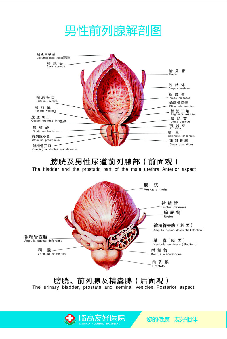 f01海报展板印刷制品936医院男性前列腺解剖贴纸印制定做