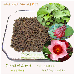 红桃K 洛神花 玫瑰茄种子 原种 有机非转 降血压