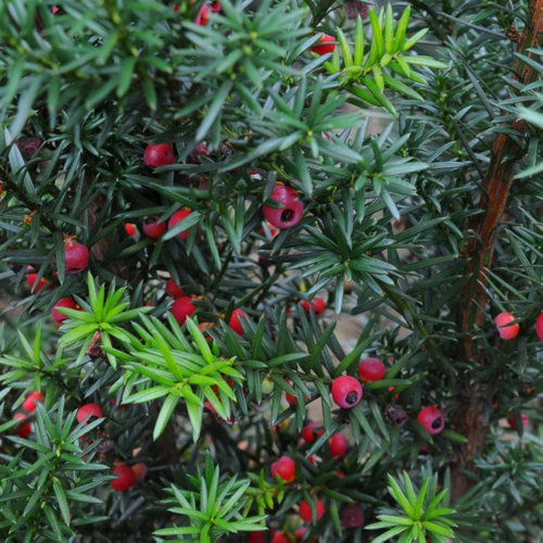 曼地亚红豆杉树苗旗舰店|曼地亚红豆杉几年结