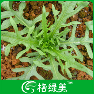 大芽甜麦菜种子蔬菜种子阳台种菜盆栽高出芽率精装满38包邮