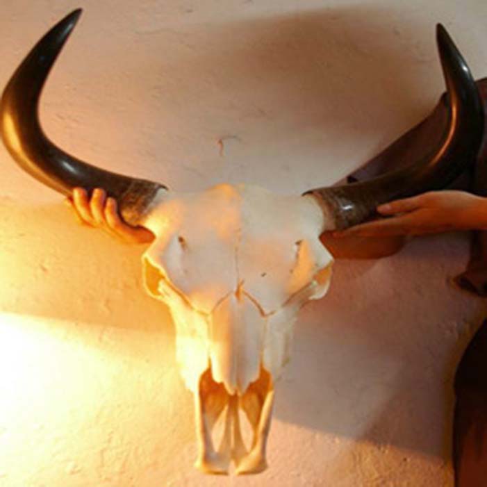 Special Offer Yak skull Arts and Crafts natural Tau Sheepshead Living room decorations indoor hotel Exorcise evil spirits Decorationin the Arts and crafts , Minority handicrafts , Tibetan characteristics , Other category - from Buy2taobao.com to provide professional Taobao agent buy service