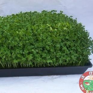  沃庄园 草头500g，有机种植新鲜蔬菜 酒香蒜蓉今日秒杀菜市场超市