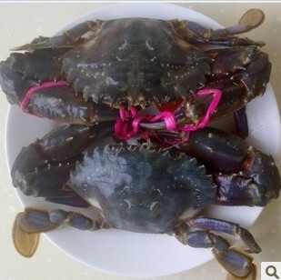  领鲜 大连赤甲红 鲜活海鲜 螃蟹海蟹 青蟹类 肉最鲜美 海边发货