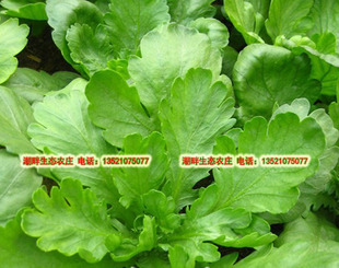  自产有机肥种植无农药新鲜茼蒿 蓬蒿菜有机蔬菜 现摘