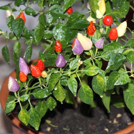 蔬果种子 观赏椒 阳台种菜籽 辣椒种子 盆栽蔬菜