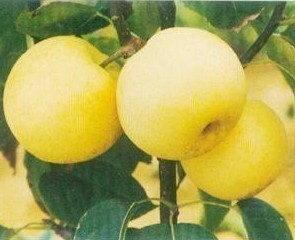  平安果/圣诞果/黄元帅苹果 /黄金帅 /黄香蕉苹果/ 宝宝的水果