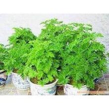 盆式精装驱蚊草--让蚊子怕怕的哦 0.07KG