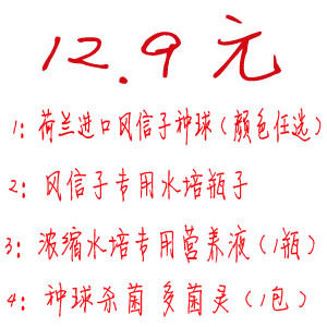 绿尚美 进口风信子套装种球+专用瓶+营养液+多菌灵 花卉绿植盆栽