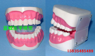 人体牙齿模型牙龈护理牙模型中小型牙模具2倍
