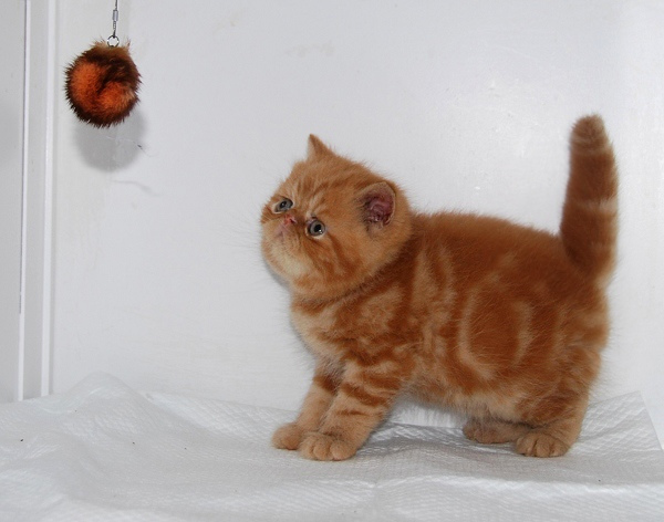 猫咪,CFA注册 双色 异国短毛弟弟 赛级 银虎斑加白 加菲,CFA血统 超可爱异国长毛猫加菲猫 3花MM,极品美短 加白 折耳 已去新家,CFA血统 黑白双色纯种波斯猫DD,CFA血统 棕虎斑红补丁纯种波斯猫MM,Ainimao(爱妮猫)CFA赛级梵文(梵花)加菲猫MM(售出),英国蓝猫---种母(喜多多),有CFA血统的黑白加菲异短小母(已定),有CFA血统的黑白小公(已去新家),