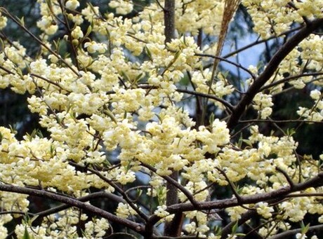 野生新鲜山胡椒牛筋树雷公子假死柴野胡椒香叶