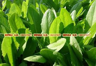 自产有机肥种植无农药新鲜油麦菜 有机蔬菜 现摘