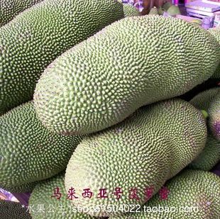  【镇店之宝】新鲜水果 马来西亚6号新鲜菠萝蜜 海南三亚产地直销