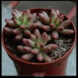 净化空气室内植物 小型多肉植物『虹之玉』