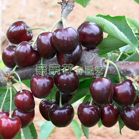 出售可盆栽果树苗木 南方品种樱桃树苗-黑珍珠樱桃苗 嫁接苗 特甜在类目 鲜花速递/花卉仿真/绿植园艺, 花园植物/行道树/果树, 果树中 - 来自Buy2taobao.com提供专业的淘宝代购服务