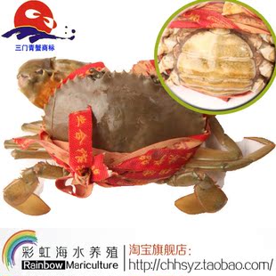  三门青蟹包邮 母蟹 小圆脐2斤装 鲜活水产品 死蟹包退