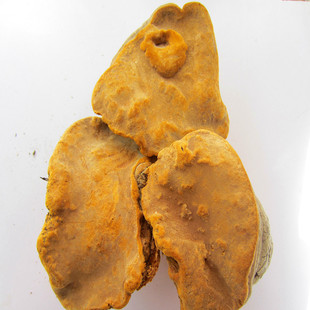  云南特级精选野生桑黄 野生灵芝