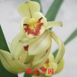 限时折扣兰花苗 矮种浓香建兰 罗汉荷 17元/苗 3苗起售花卉植物