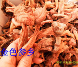 东北长白山 吉林特产 野生松伞蘑 松树伞 松树钉 红蘑 血红铆钉菇