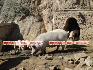  预定山区农家纯粮食蔬菜喂养新鲜土猪肉笨猪肉同城五斤包邮散养猪