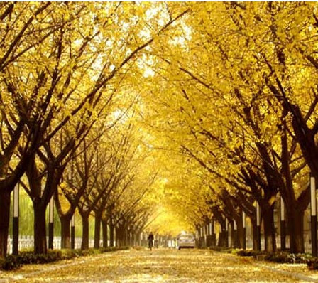 长寿树种 3年生银杏树苗 8一棵 另出售3--25厘