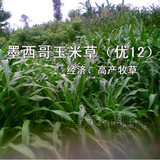 三皇冠商城 营养价值丰富 牧草种子 墨西哥玉米草种子 优12种子