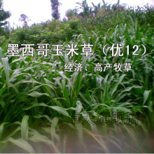 三皇冠商城 营养价值丰富 牧草种子 墨西哥玉米草种子 优12种子