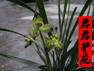 兰花---春剑篇 - 风轻云淡 - 风轻云淡