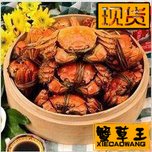  买就送2只/阳澄湖大闸蟹/母2.3-2.5/公3.2-3.4/8只任意搭配/包邮