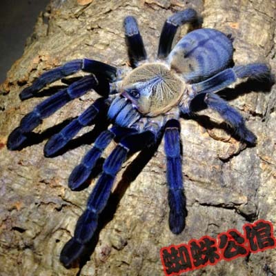 【蜘蛛公馆】现货大马种新加坡蓝3-4cm蜘蛛活
