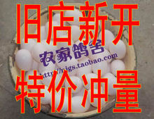 【旧店新开★特价★有图有真相】新鲜农家信鸽蛋 鸽子蛋 土鸽蛋