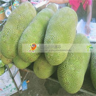  海南 新鲜菠萝蜜 马来西亚6号 三亚产地直销 新鲜水果 20斤包邮