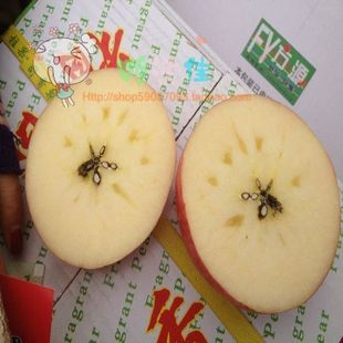  {唯沃佳}本周特价新疆阿克苏冰糖心苹果5KG原箱 脆甜 新鲜水果