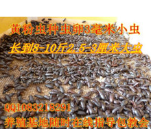 黄粉虫卵 黄粉虫种虫虫卵 面包虫虫卵包100%成活率 开业热卖