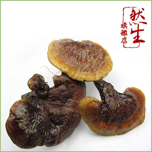  然生 云南野生金边赤灵芝 金边红灵芝 纯天然野生  直径8-10cm