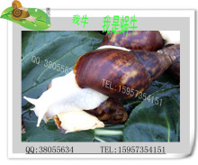 特大爬虫蜗牛/白玉蜗牛/宠物活体蜗牛之王（1只）5元 无打