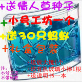 taobao english 5163405286