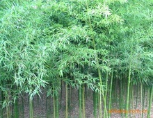 竹子 花卉 盆栽 早园竹 小青竹 雷竹 紫竹 金镶玉竹 竹子 竹苗